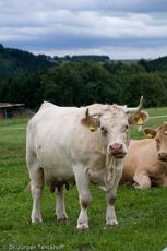 Hausrind (140 von 174).jpg